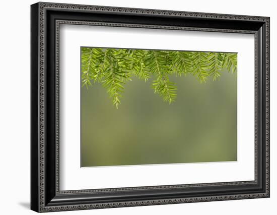 USA, Washington State, Seabeck. Western hemlock needles and branches.-Jaynes Gallery-Framed Photographic Print