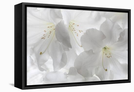 USA, Washington State, Seabeck. White rhododendron blossoms.-Jaynes Gallery-Framed Premier Image Canvas