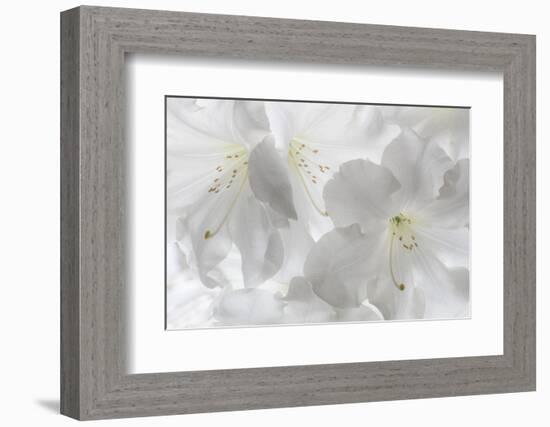 USA, Washington State, Seabeck. White rhododendron blossoms.-Jaynes Gallery-Framed Photographic Print