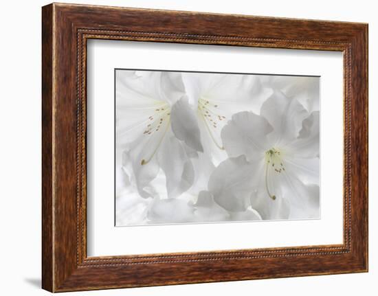 USA, Washington State, Seabeck. White rhododendron blossoms.-Jaynes Gallery-Framed Photographic Print