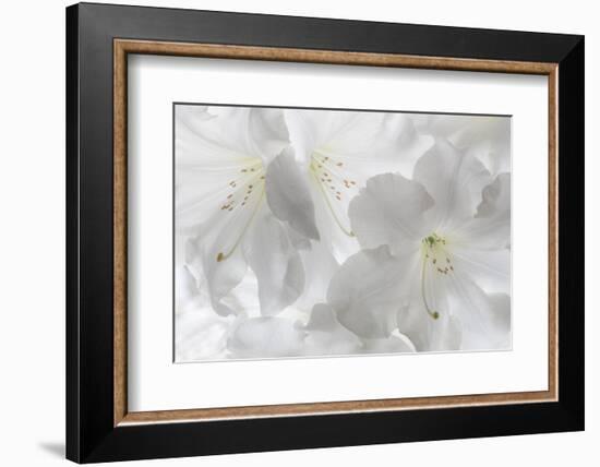 USA, Washington State, Seabeck. White rhododendron blossoms.-Jaynes Gallery-Framed Photographic Print