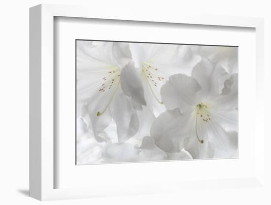 USA, Washington State, Seabeck. White rhododendron blossoms.-Jaynes Gallery-Framed Photographic Print