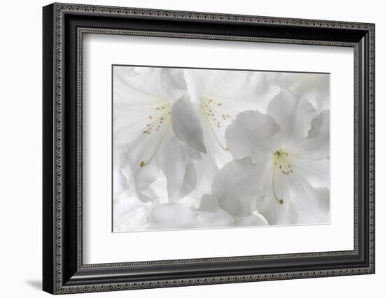 USA, Washington State, Seabeck. White rhododendron blossoms.-Jaynes Gallery-Framed Photographic Print