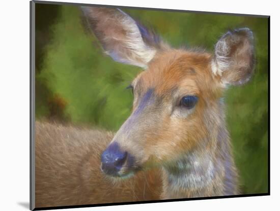 USA, Washington State, Seabeck. Young female black-tail deer.-Jaynes Gallery-Mounted Photographic Print