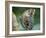 USA, Washington State, Seattle. Close-up of Owl Butterfly-Don Paulson-Framed Photographic Print