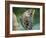 USA, Washington State, Seattle. Close-up of Owl Butterfly-Don Paulson-Framed Photographic Print
