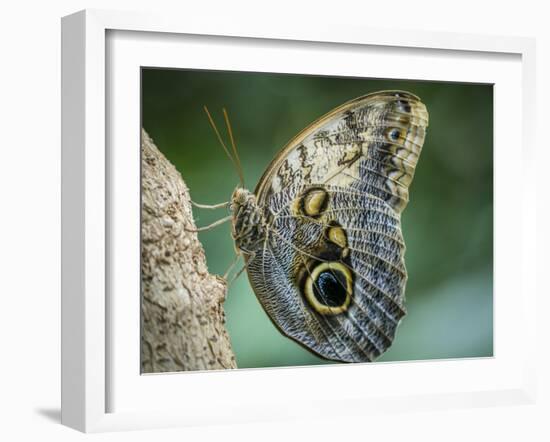 USA, Washington State, Seattle. Close-up of Owl Butterfly-Don Paulson-Framed Photographic Print