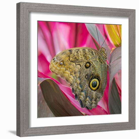 USA, Washington State, Seattle. Close-up of Owl Butterfly-Don Paulson-Framed Photographic Print