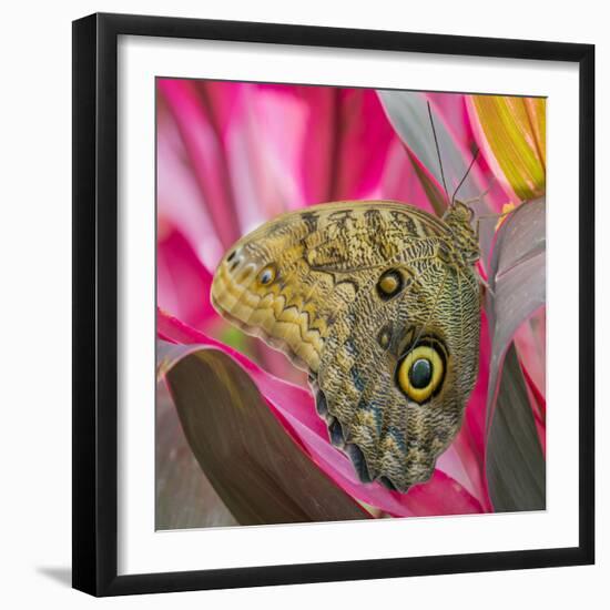 USA, Washington State, Seattle. Close-up of Owl Butterfly-Don Paulson-Framed Photographic Print