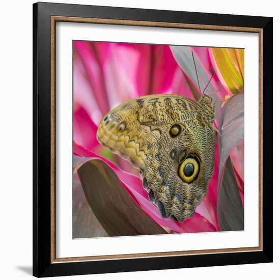 USA, Washington State, Seattle. Close-up of Owl Butterfly-Don Paulson-Framed Photographic Print