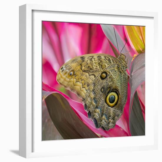 USA, Washington State, Seattle. Close-up of Owl Butterfly-Don Paulson-Framed Photographic Print