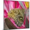 USA, Washington State, Seattle. Close-up of Owl Butterfly-Don Paulson-Mounted Photographic Print