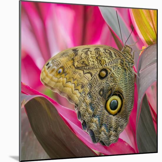 USA, Washington State, Seattle. Close-up of Owl Butterfly-Don Paulson-Mounted Photographic Print