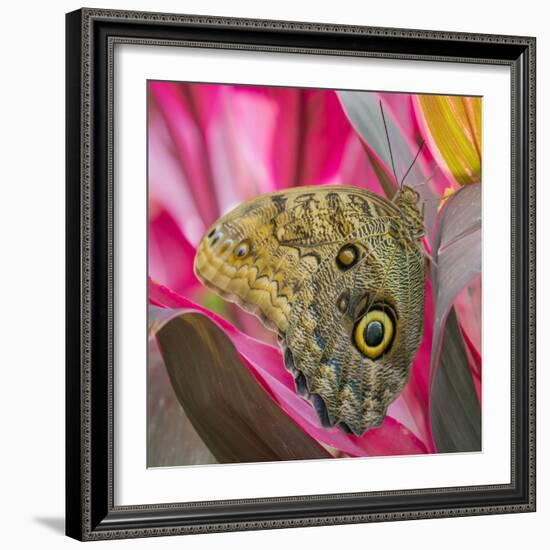 USA, Washington State, Seattle. Close-up of Owl Butterfly-Don Paulson-Framed Photographic Print