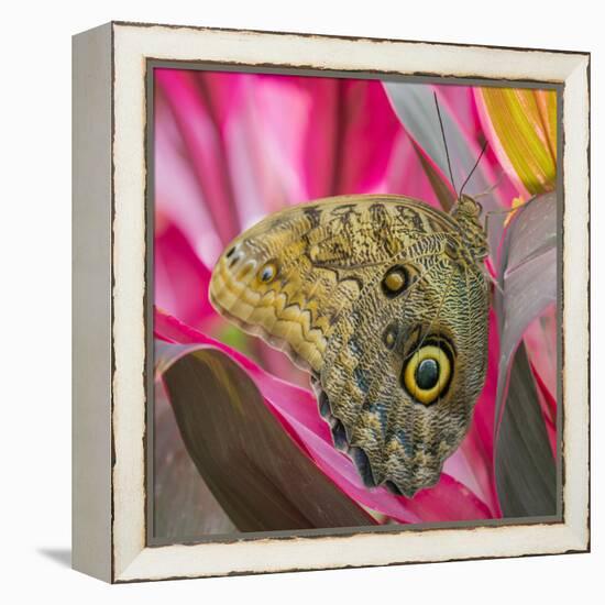 USA, Washington State, Seattle. Close-up of Owl Butterfly-Don Paulson-Framed Premier Image Canvas