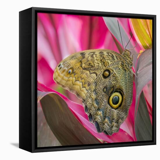 USA, Washington State, Seattle. Close-up of Owl Butterfly-Don Paulson-Framed Premier Image Canvas