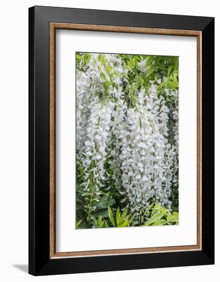 USA, Washington State, Seattle. Kubota Garden, wisteria.-Rob Tilley-Framed Photographic Print