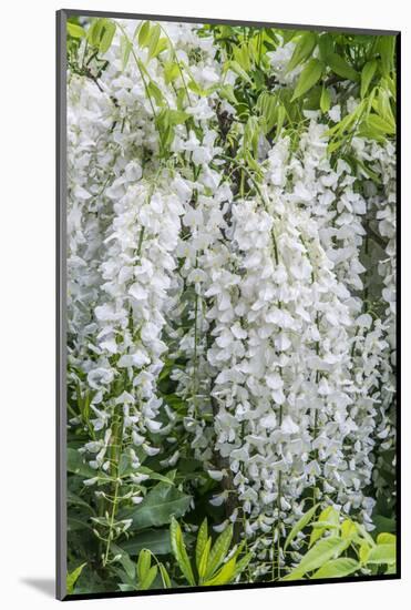 USA, Washington State, Seattle. Kubota Garden, wisteria.-Rob Tilley-Mounted Photographic Print