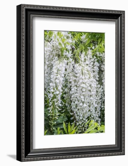 USA, Washington State, Seattle. Kubota Garden, wisteria.-Rob Tilley-Framed Photographic Print