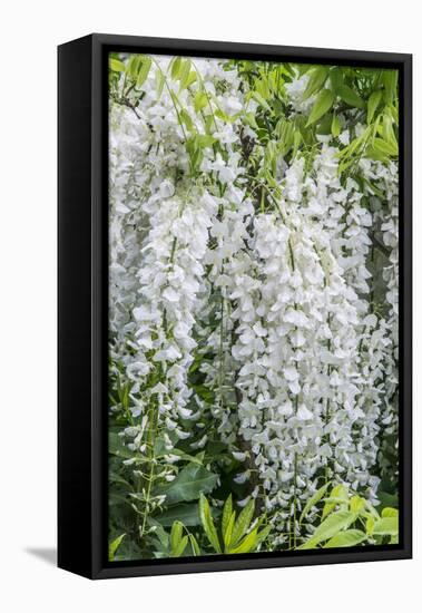 USA, Washington State, Seattle. Kubota Garden, wisteria.-Rob Tilley-Framed Premier Image Canvas