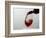 USA, Washington State, Seattle. Red wine pours into a glass.-Richard Duval-Framed Photographic Print