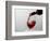 USA, Washington State, Seattle. Red wine pours into a glass.-Richard Duval-Framed Photographic Print