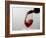 USA, Washington State, Seattle. Red wine pours into a glass.-Richard Duval-Framed Photographic Print