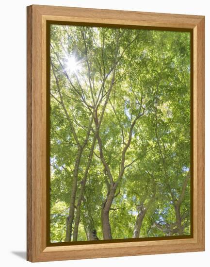 USA, Washington State, Seattle. Sun Shining Through Maple Trees-Don Paulson-Framed Premier Image Canvas