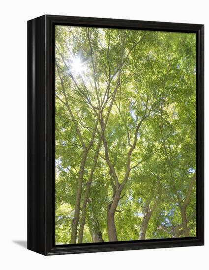 USA, Washington State, Seattle. Sun Shining Through Maple Trees-Don Paulson-Framed Premier Image Canvas