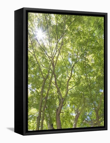 USA, Washington State, Seattle. Sun Shining Through Maple Trees-Don Paulson-Framed Premier Image Canvas