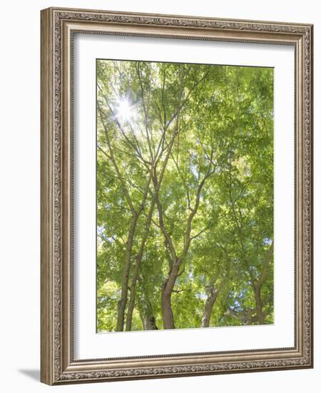USA, Washington State, Seattle. Sun Shining Through Maple Trees-Don Paulson-Framed Photographic Print