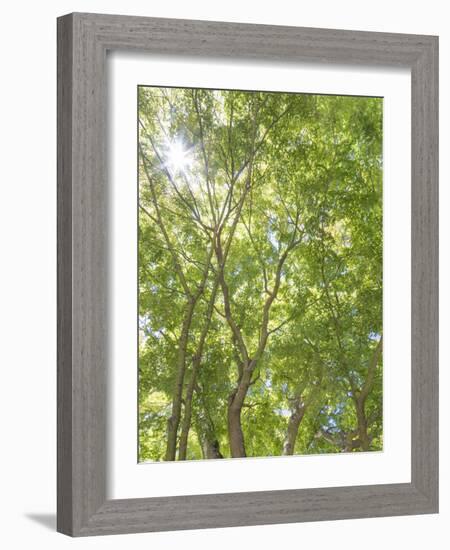 USA, Washington State, Seattle. Sun Shining Through Maple Trees-Don Paulson-Framed Photographic Print