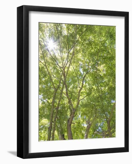 USA, Washington State, Seattle. Sun Shining Through Maple Trees-Don Paulson-Framed Photographic Print