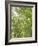 USA, Washington State, Seattle. Sun Shining Through Maple Trees-Don Paulson-Framed Photographic Print