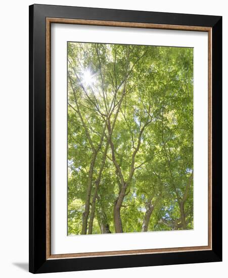 USA, Washington State, Seattle. Sun Shining Through Maple Trees-Don Paulson-Framed Photographic Print