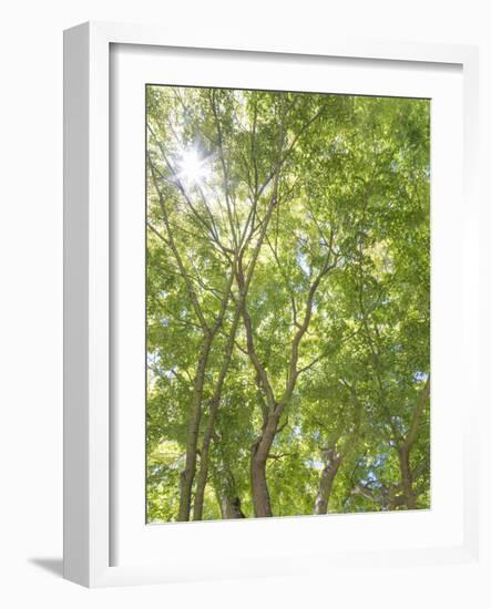 USA, Washington State, Seattle. Sun Shining Through Maple Trees-Don Paulson-Framed Photographic Print