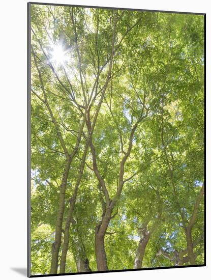 USA, Washington State, Seattle. Sun Shining Through Maple Trees-Don Paulson-Mounted Photographic Print