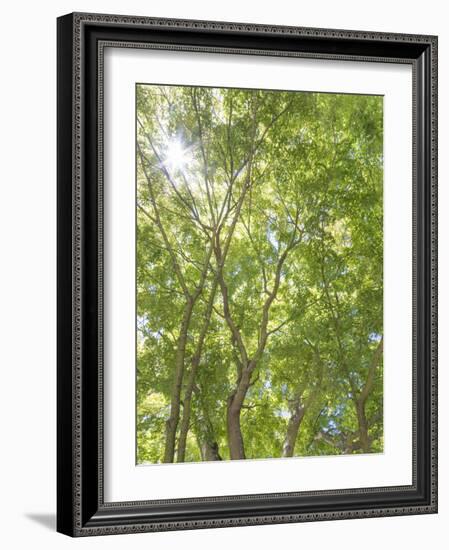 USA, Washington State, Seattle. Sun Shining Through Maple Trees-Don Paulson-Framed Photographic Print