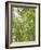 USA, Washington State, Seattle. Sun Shining Through Maple Trees-Don Paulson-Framed Photographic Print