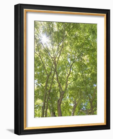 USA, Washington State, Seattle. Sun Shining Through Maple Trees-Don Paulson-Framed Photographic Print