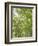 USA, Washington State, Seattle. Sun Shining Through Maple Trees-Don Paulson-Framed Photographic Print