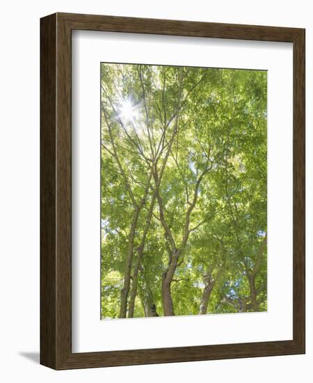 USA, Washington State, Seattle. Sun Shining Through Maple Trees-Don Paulson-Framed Photographic Print