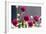 USA, Washington State. Selective focus on colorful button dahlias-Trish Drury-Framed Photographic Print