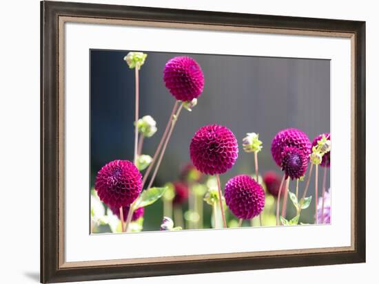 USA, Washington State. Selective focus on colorful button dahlias-Trish Drury-Framed Photographic Print