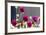 USA, Washington State. Selective focus on colorful button dahlias-Trish Drury-Framed Photographic Print