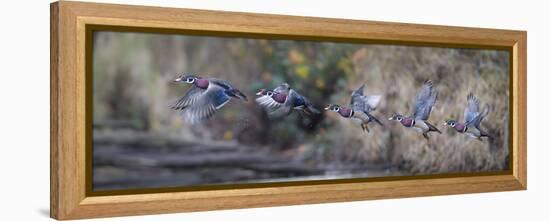 USA, Washington State. Sequence flight of an male Wood Duck-Gary Luhm-Framed Premier Image Canvas