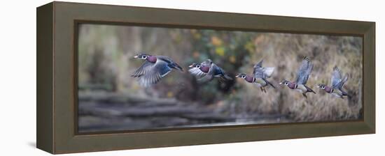 USA, Washington State. Sequence flight of an male Wood Duck-Gary Luhm-Framed Premier Image Canvas