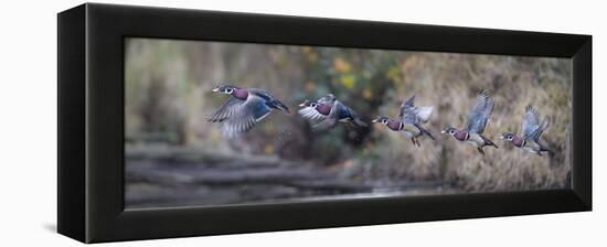 USA, Washington State. Sequence flight of an male Wood Duck-Gary Luhm-Framed Premier Image Canvas