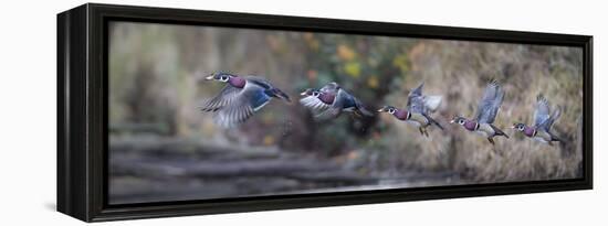 USA, Washington State. Sequence flight of an male Wood Duck-Gary Luhm-Framed Premier Image Canvas