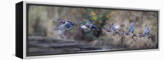 USA, Washington State. Sequence flight of an male Wood Duck-Gary Luhm-Framed Premier Image Canvas